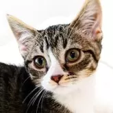 母猫デボンレックスです♡足は短めです◎