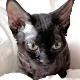 デボンレックス