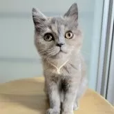 ミヌエット(長足)【北海道・女の子・2024年9月6日・ブルークリーム】の写真1