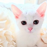 母猫デボンレックスです♡足は短いです◎