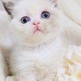 ミヌエット(長足)