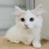 マンチカン(短足)