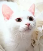 母猫デボンレックスです♡足は短いです◎【北海道・女の子・2025年7月24日・ホワイト(キトンキャップ被ってます)】の写真3