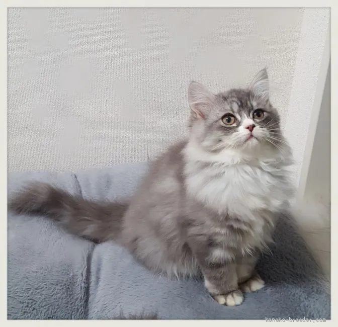 ID：1912-00056の子猫