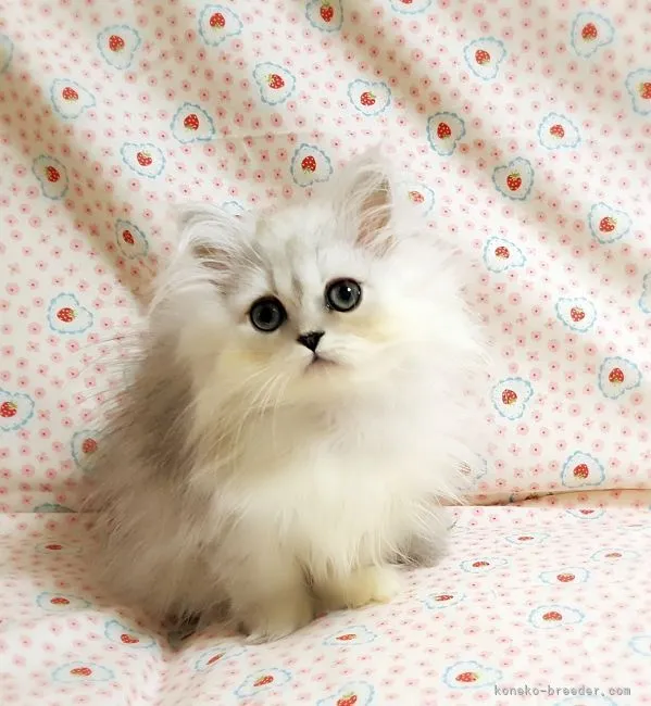 ふじ 様のお迎えした子猫