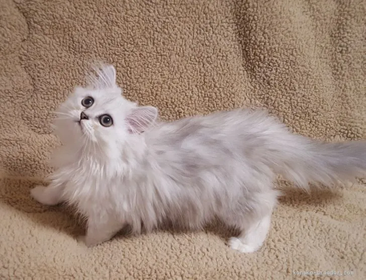 ID：2009-01202の子猫