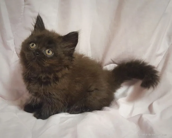 ゆず 様のお迎えした子猫