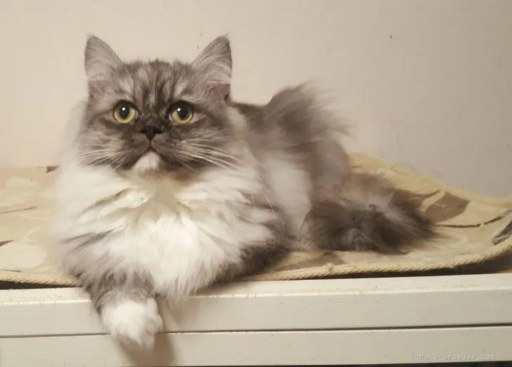 T.T 様のお迎えした子猫