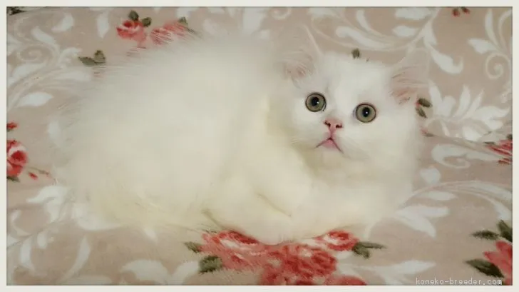 ID：1912-00058の子猫