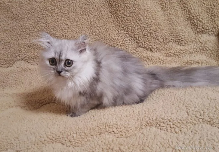 ID：2009-01203の子猫