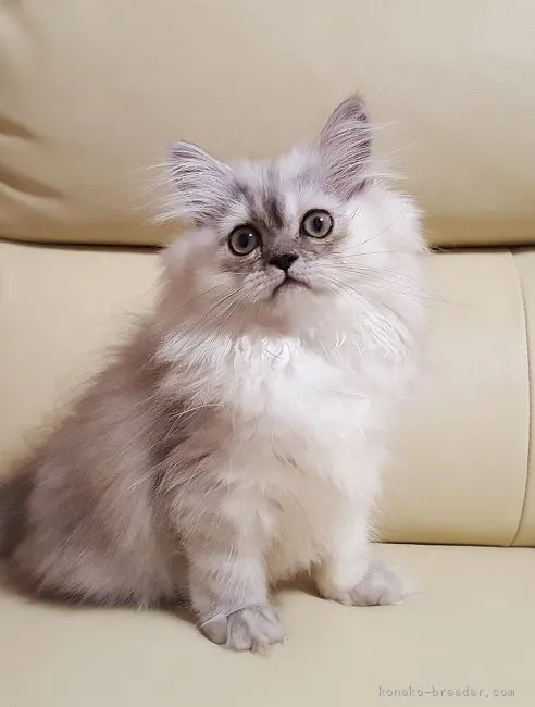 ID：2109-00332の子猫