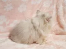 エキゾチックショートヘア【愛知県・女の子・2021年1月15日・シェーテッドシルバー】の写真2