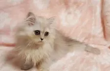 エキゾチックショートヘア【愛知県・女の子・2021年1月15日・シェーテッドシルバー】の写真3