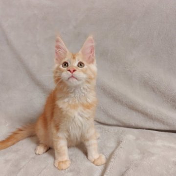 メインクーン【愛知県・男の子・2025年3月4日・レッドシルバーティックドタビー（☆とっても綺麗なカラー☆）】の写真「☆とっても綺麗なカラー☆」