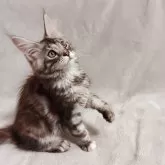 メインクーン
