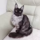 メインクーン【愛知県・男の子・2025年3月4日・ブラックスモーク】の写真2