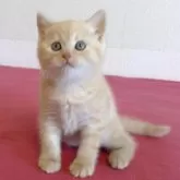 マンチカン(長足)【熊本県・女の子・2024年1月4日・クリームタビー】の写真1「くりくり目の可愛い女の子です。人が大好き、すぐ寄ってきます。」