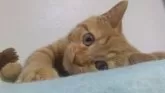 マンチカン(長足)【熊本県・男の子・2024年1月4日・レッドタビー】の写真4「この子猫の気になる方は、ご見学ください。お待ちしております。」