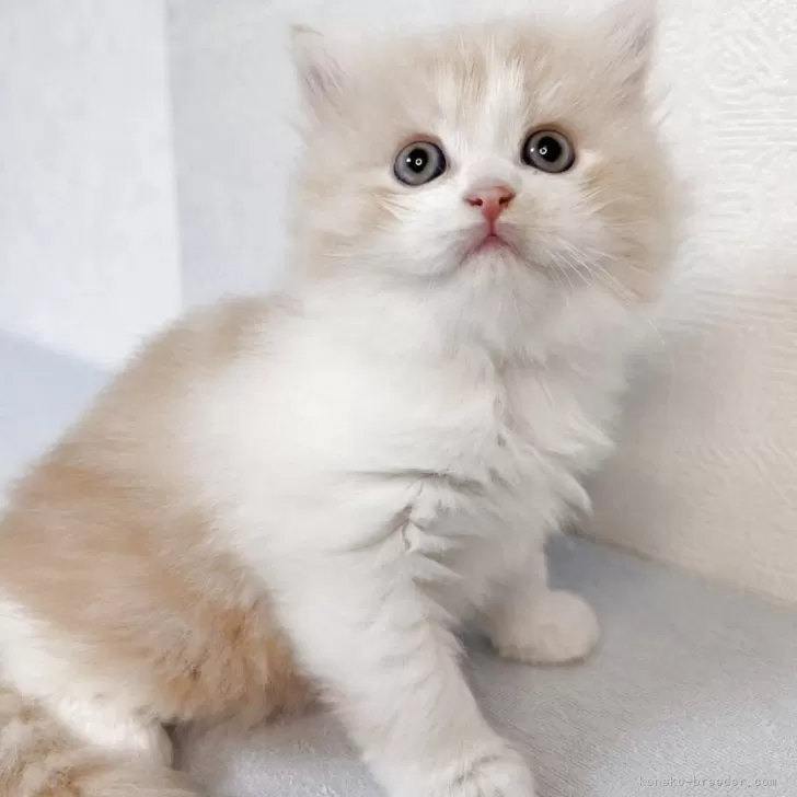 マンチカン(長足)【熊本県・男の子・2025年11月3日・クリーム&amp;ホワイト】の写真1