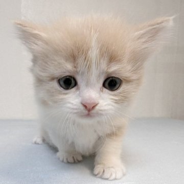 マンチカン(長足)【熊本県・女の子・2025年11月3日・クリーム&ホワイト】の写真「活発な元気いっぱいの女の子です。でも甘えん坊です。」