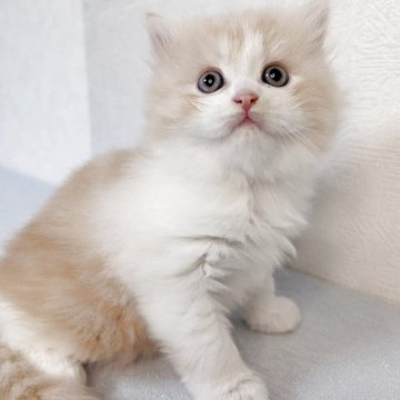 マンチカン(長足)【熊本県・男の子・2025年11月3日・クリーム&ホワイト】の写真「おっとりしている。
自立した性格です。」