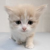 マンチカン(長足)