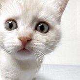 マンチカン(長足)