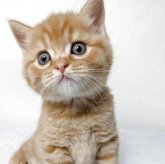 マンチカン(長足)