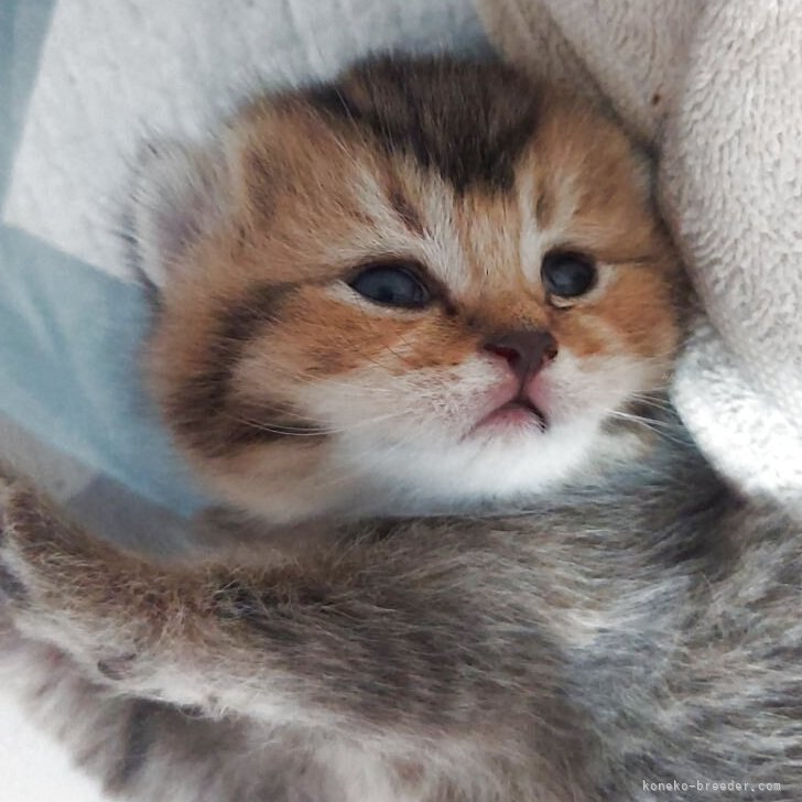 ブリーダー画像