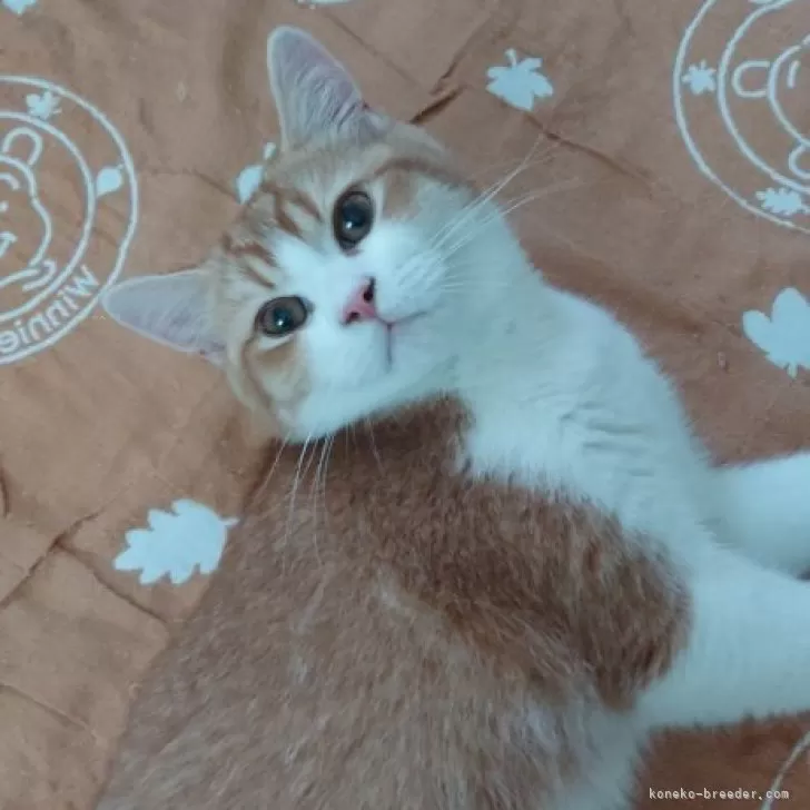 ID：2504-00597の子猫