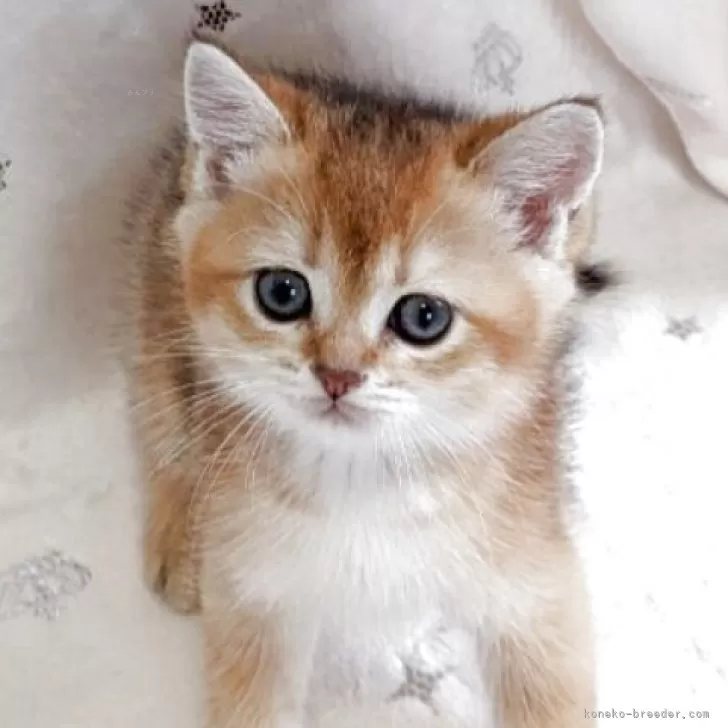 M.F 様のお迎えした子猫