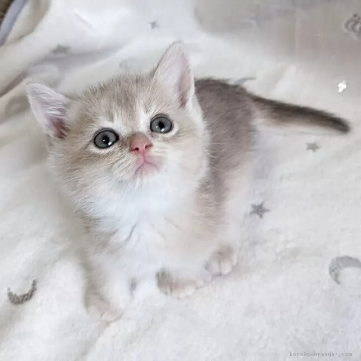 ID:2506-01385の子猫