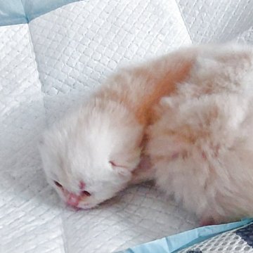 ブリティッシュショートヘア【愛知県・男の子・2025年10月19日・ゴールデン】の写真「ふわふわですごく可愛いです💓」