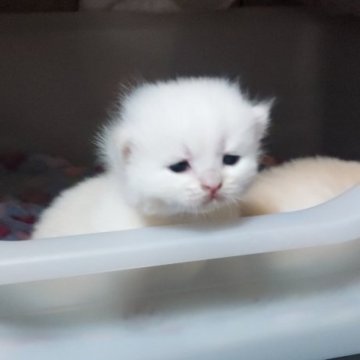 ブリティッシュショートヘア【愛知県・男の子・2025年10月19日・ゴールデン】の写真「ふわふわですごく可愛いです💓」