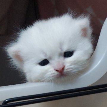 ブリティッシュショートヘア【愛知県・男の子・2025年10月19日・ゴールデン】の写真「ふわふわですごく可愛いです💓」