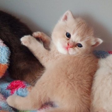 ブリティッシュショートヘア【愛知県・男の子・2025年10月18日・クリーム&ホワイト】の写真「お顔まん丸のコロコロ体型です。」