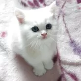 ブリティッシュショートヘア