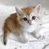 ブリティッシュショートヘア