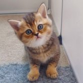 ブリティッシュショートヘア