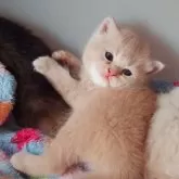 ブリティッシュショートヘア