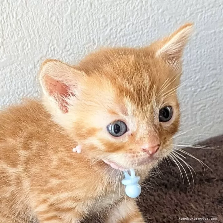 ID：2410-02147の子猫