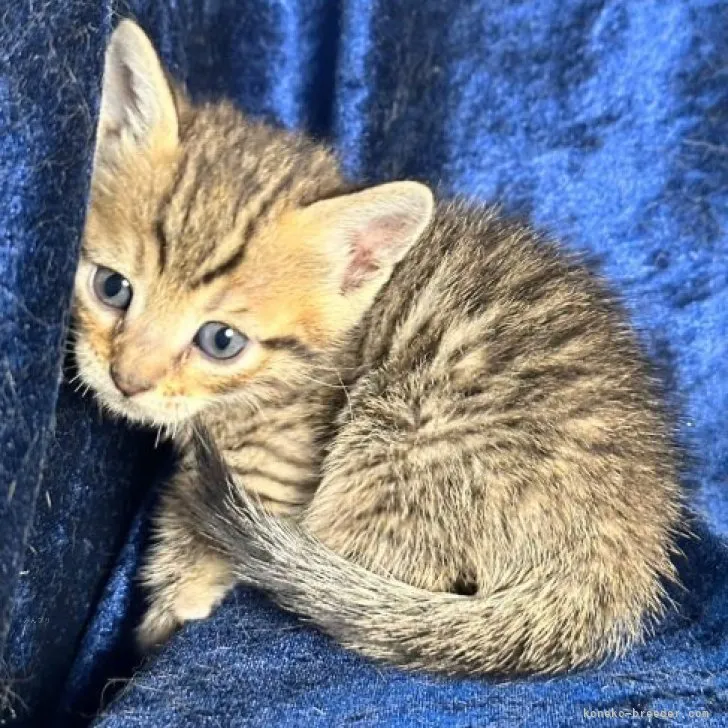 ID:2312-00560の子猫