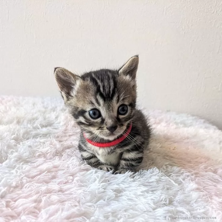 ID:2404-03621の子猫