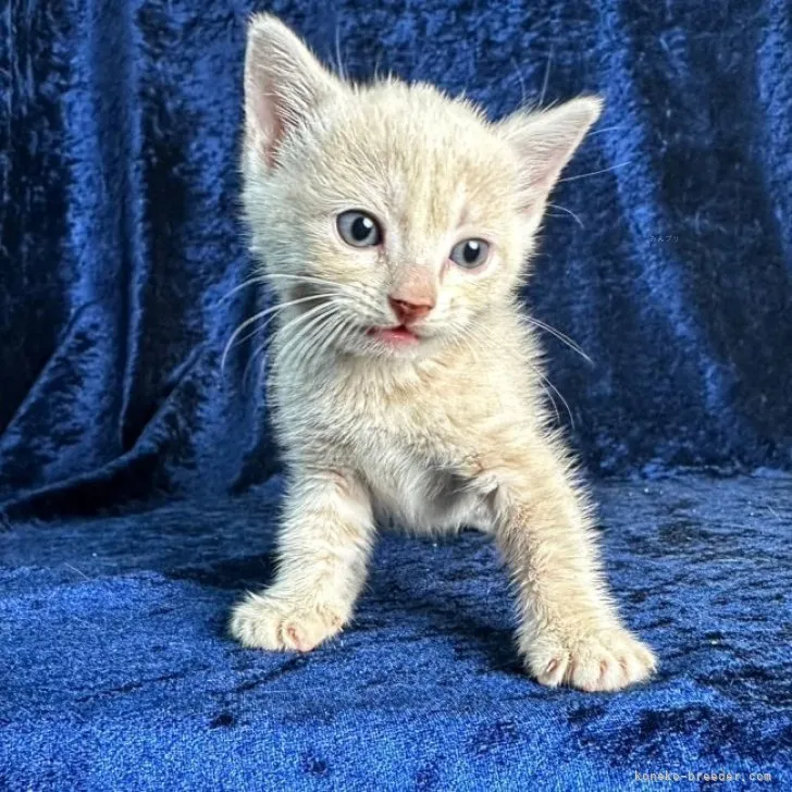 りさ 様のお迎えした子猫