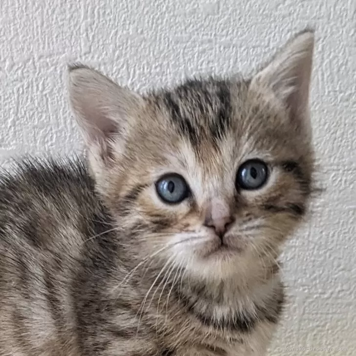 ID：2402-01343の子猫