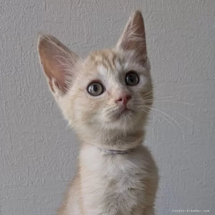 ID：2409-03232の子猫