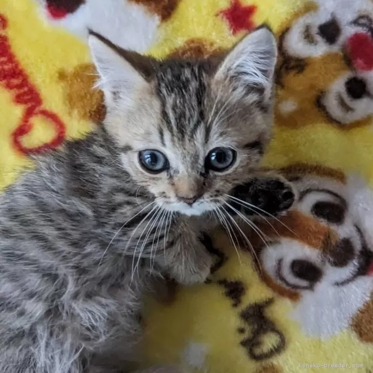 ID:2402-01358の子猫