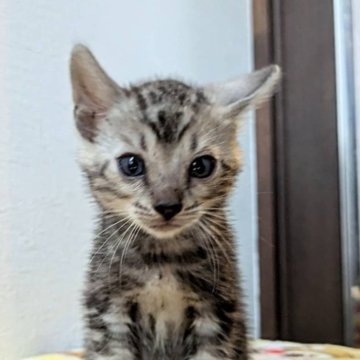 ベンガル【静岡県・男の子・2024年8月16日・シルバーマーブルドタビー】の写真「元気いっぱいの男の子」