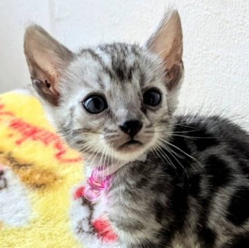 ベンガル【静岡県・男の子・2024年8月16日・シルバースポテッドタビー【ロゼット】】の写真「とっても可愛いらしい男の子」