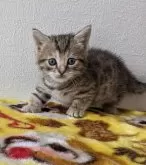 マンチカン(短足)【静岡県・女の子・2024年1月20日・ブラウンパッチドタビー】の写真2